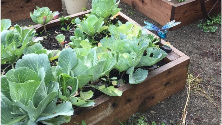 Best Raised Garden Beds for Vegetables at Home