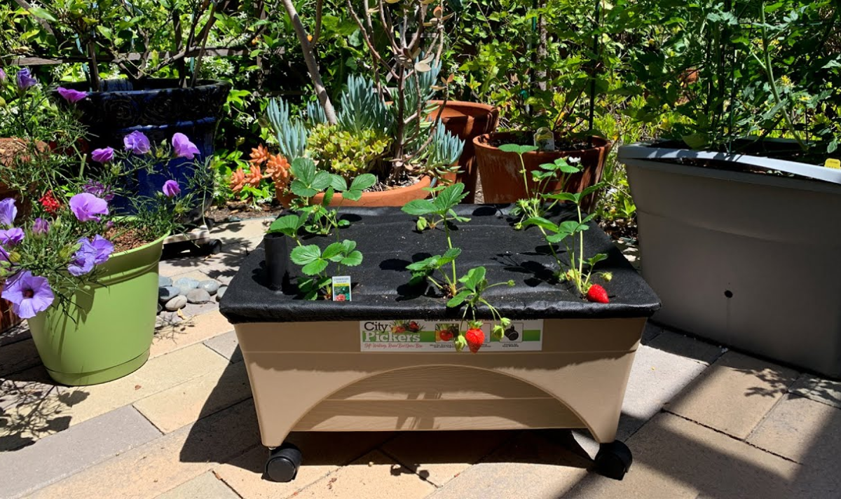 11 Best Portable Raised Garden Beds for your Family This 2024