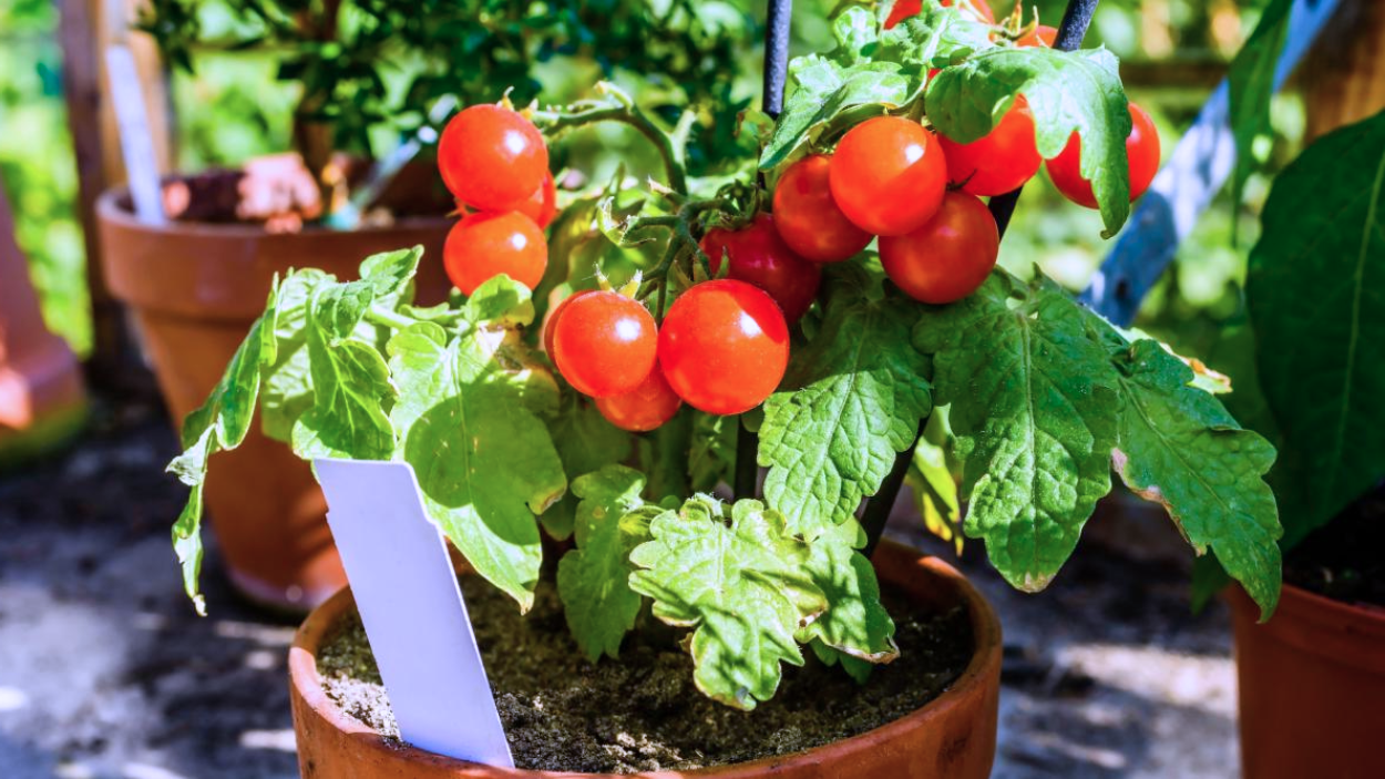 5 Best Raised Garden Beds for Growing Juicy Tomatoes