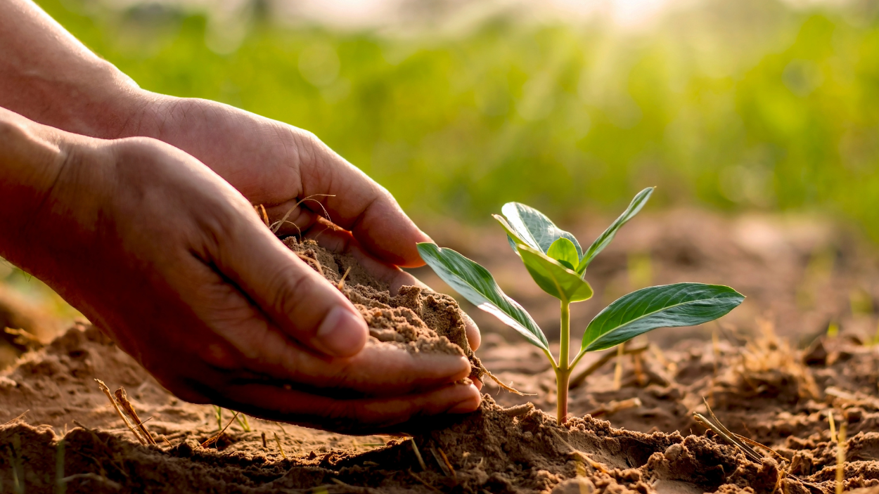 Top 5 Soil Types for Raised Garden Beds