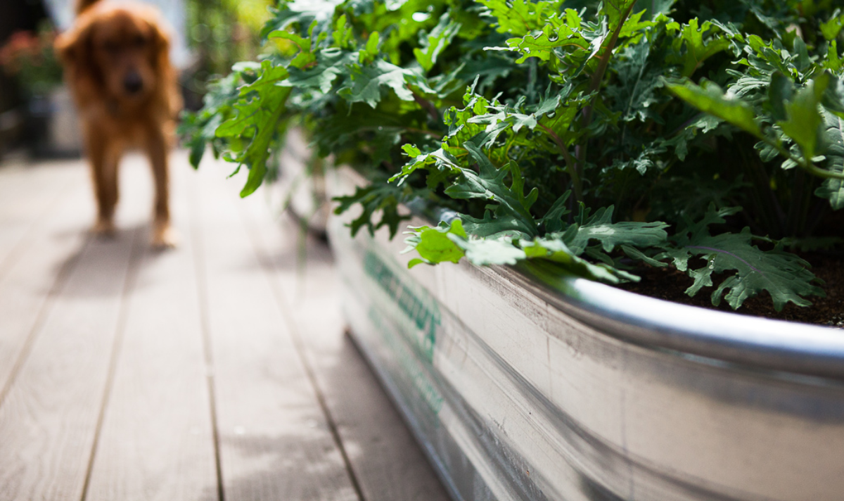 Best Steel Raised Garden Beds for a Beautiful and Productive Garden