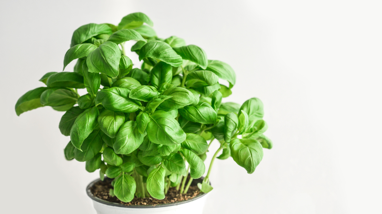 Basil 101: Tips for Growing and Harvesting Your Own Herb Garden
