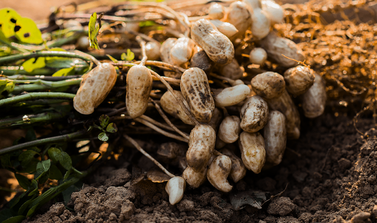 How to Grow Peanuts From Seed to Harvest in Your Backyard
