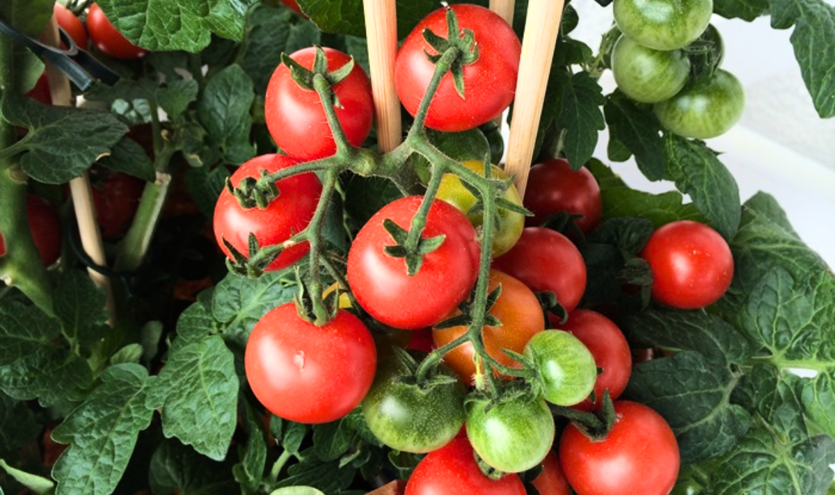 The 4 Effective Tomato Trellis Ideas for Your Garden