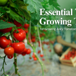 Garlic Bulbs So Small? Understanding the Factors Affect Garlic Growth