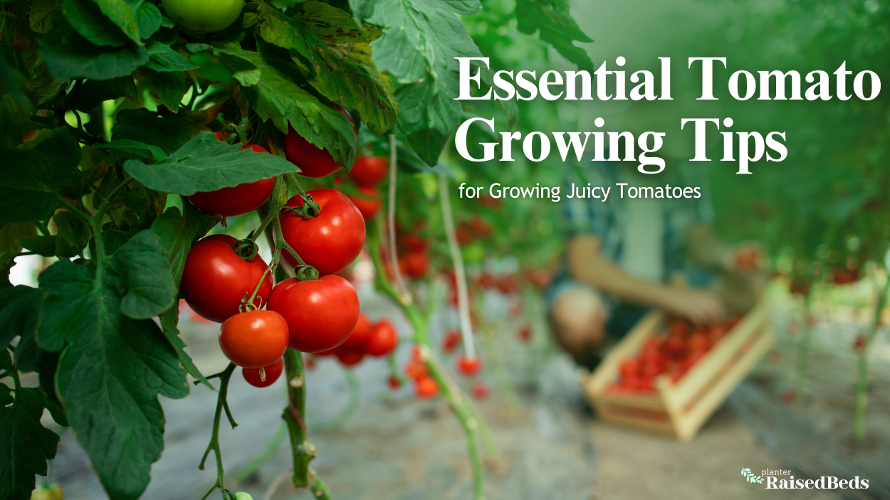 Essential Tomato Growing Tips for Growing Juicy Tomatoes