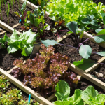 How to Grow Cherry Tomatoes for Maximum Yields and Minimum Hassle