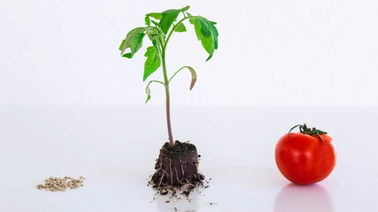How Long Does It Take For Tomatoes To Grow | A Grower's Perspective