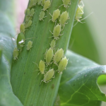 What To Plant With Tomatoes? Companion Plants for Healthier Growth