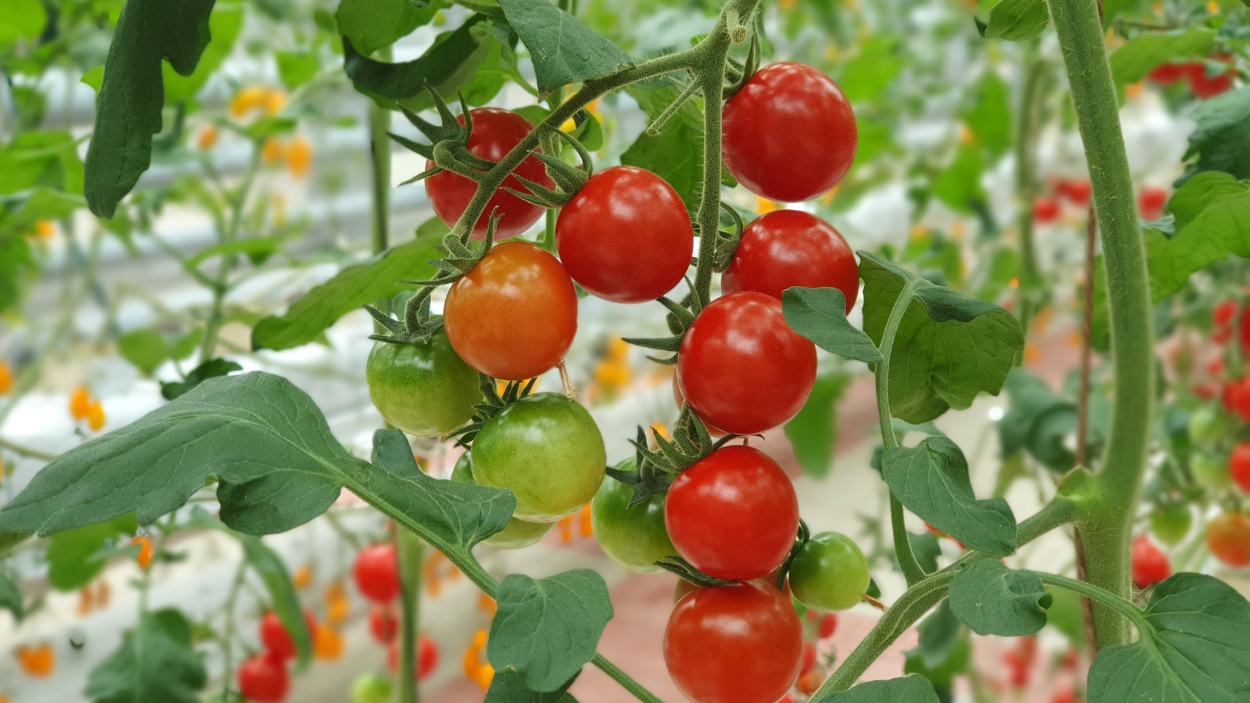How to Grow Cherry Tomatoes for Maximum Yields and Minimum Hassle