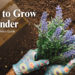 Growing Borage in Pots: The Complete Step-by-Step Guide