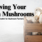 The 15 Best Fertilizer for Vegetables: Bost Your Harvest