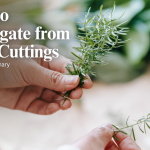 Strawberry Plant Care Tips: Troubleshooting No Fruit Production