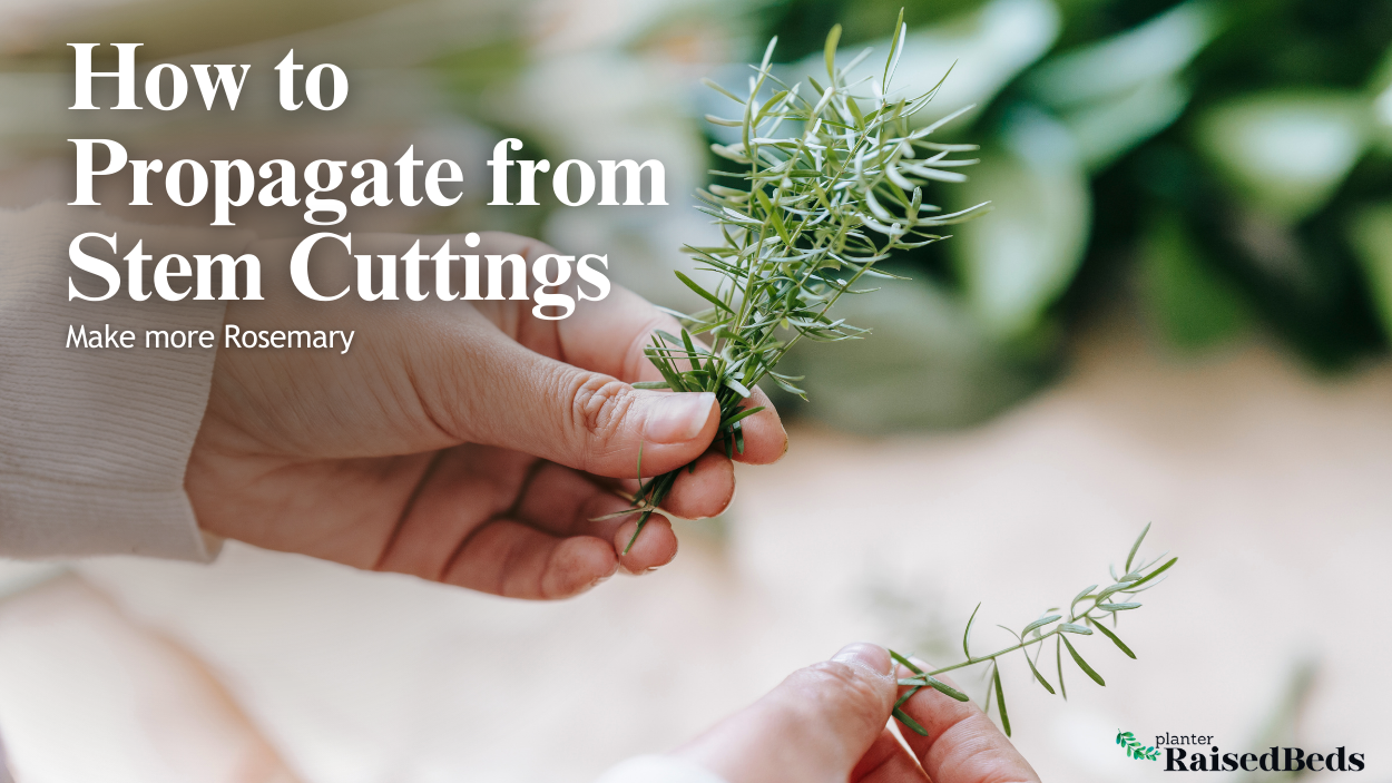 Make More Rosemary: How to Propagate from Stem Cuttings