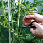 Yellowing Tomato Seedling Leaves: Causes and Management