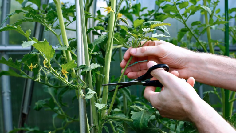 Benefits Of Topping Tomato Plants How Pruning Can Increase Yield