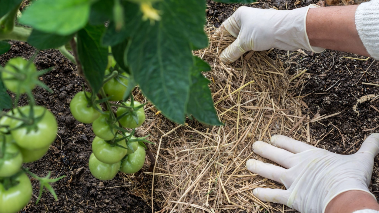 Top 6 Mulches for a Thriving Vegetable Garden