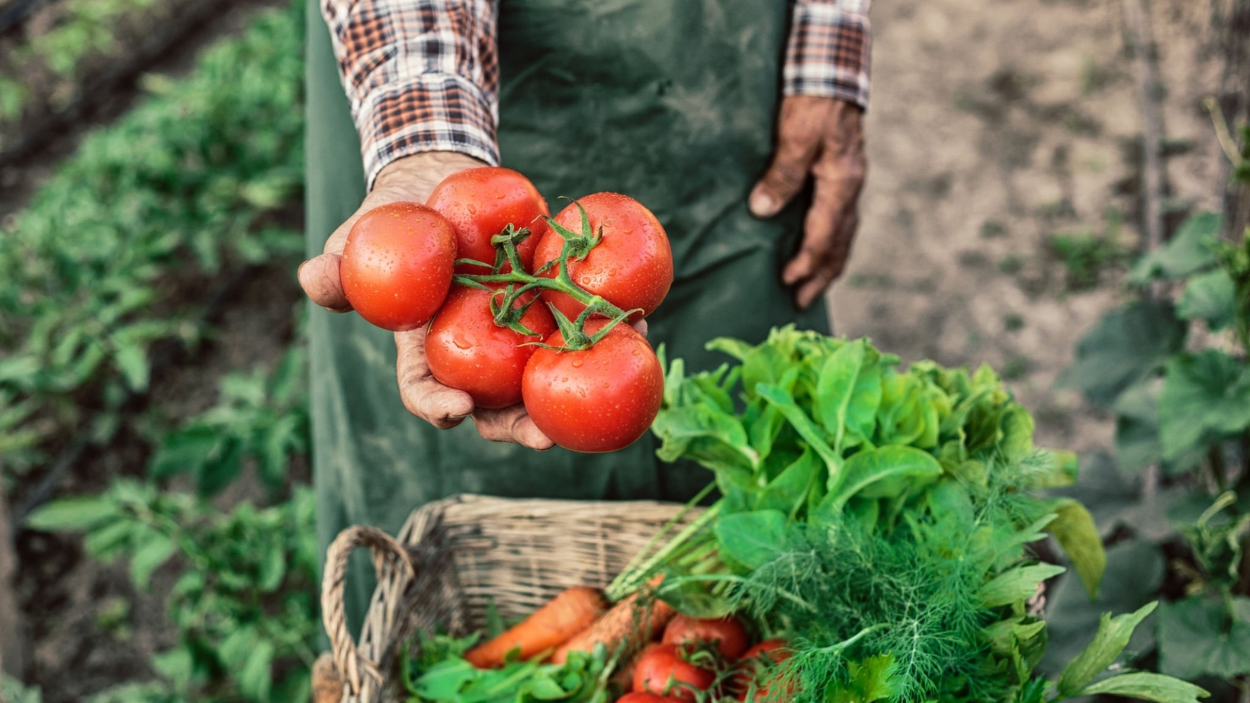 6 Best Soil Amendments for Growing Tomatoes in Raised Beds