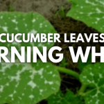 Best Vinyl Raised Garden Beds in 2025