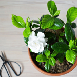 The 15 Best Raised Garden Beds on Wheels for Mobility in 2025