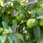 The Best Mulch For Flower Beds