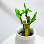 Top 6 Mulches for a Thriving Vegetable Garden