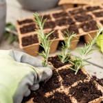 Best Raised Garden Bed for Your Patio: The Ultimate Guide to Choosing