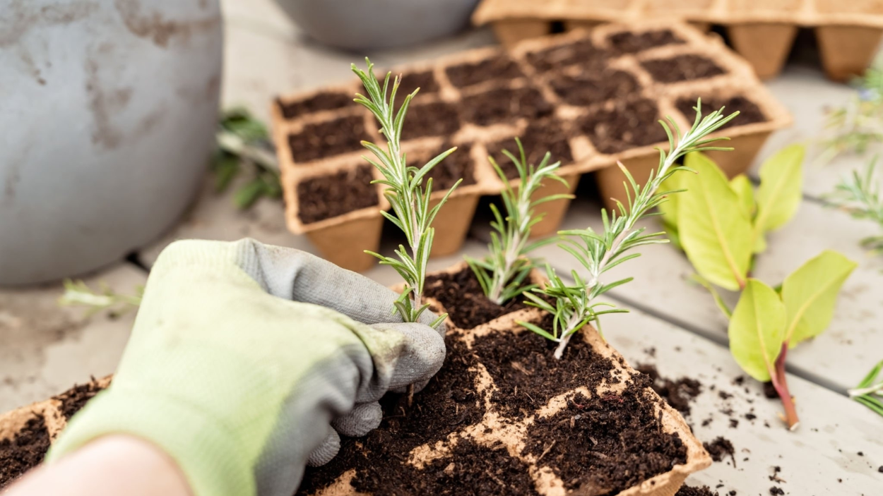 Growing Rosemary From Cuttings