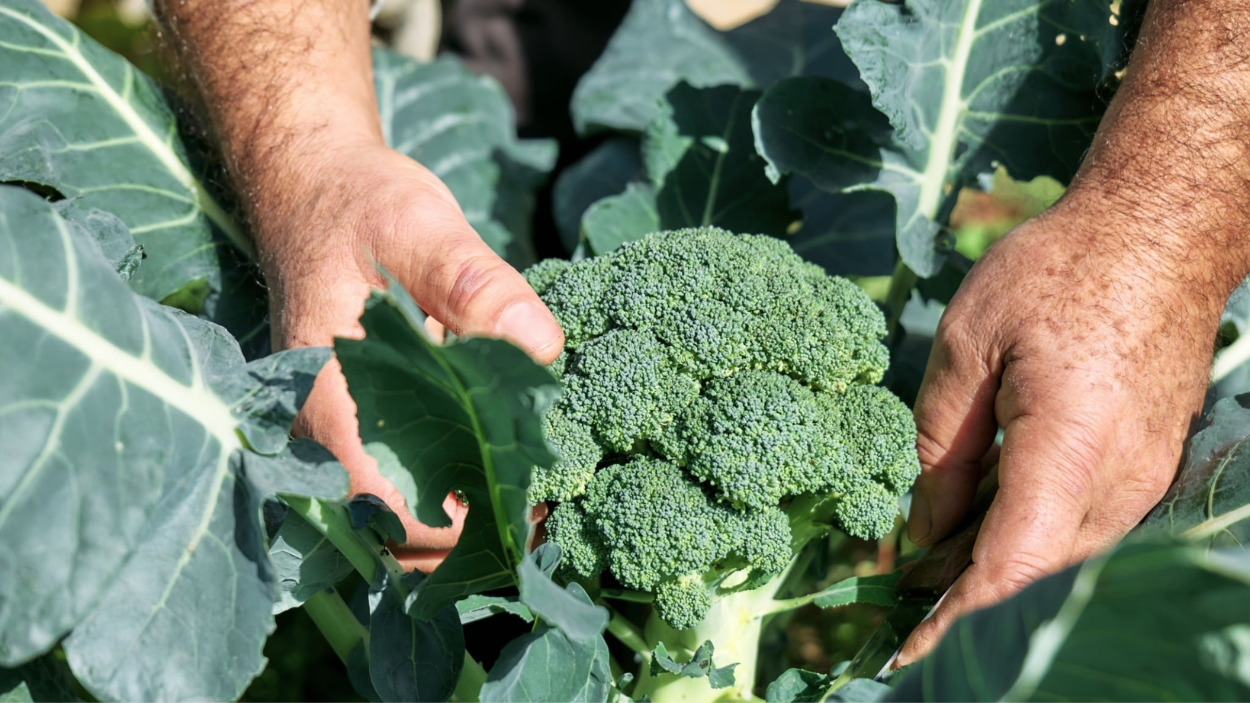 How To Grow Broccoli: A Comprehensive Guide