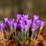 Growing Borage in Pots: The Complete Step-by-Step Guide
