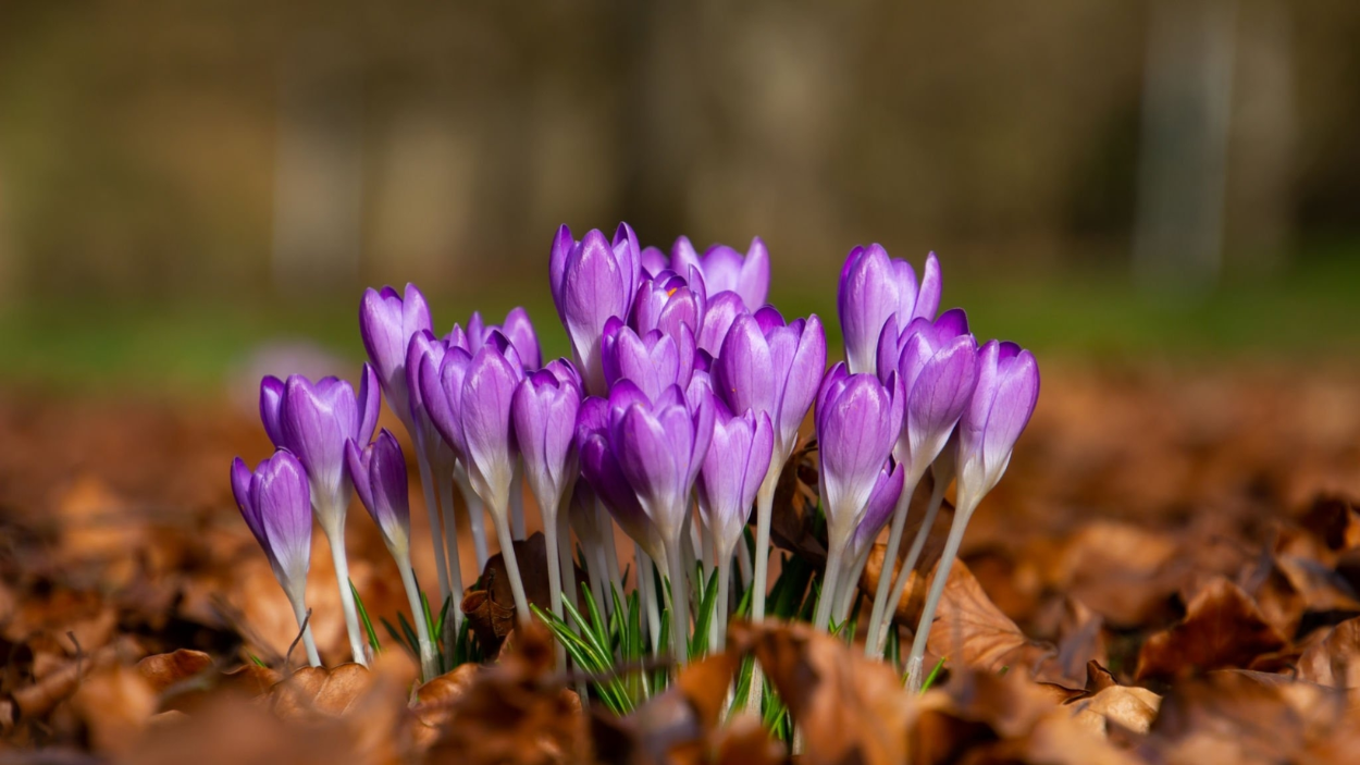 How To Grow Saffron
