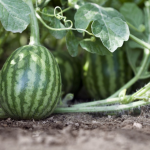 Raised Bed Materials Comparison: Which One Is Best for Your Garden?