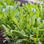 What Should You Put At The Bottom Of A Raised Garden Bed