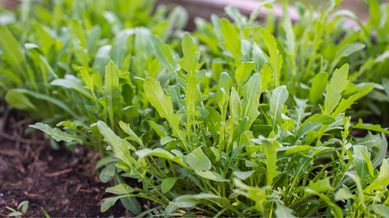 How To Plant Grow And Harvest Arugula