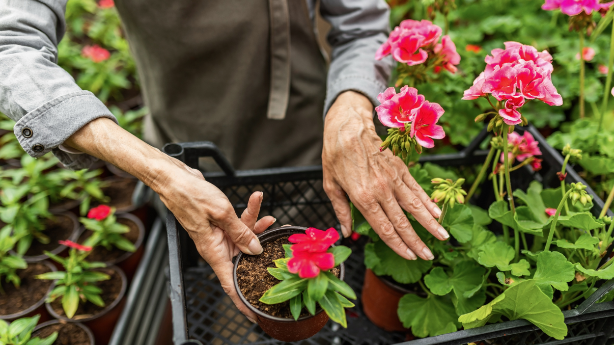 How To Propagate Geraniums From Stem Cuttings