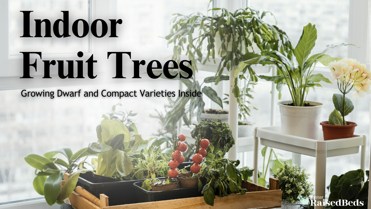 Indoor Fruit Trees: Growing Dwarf and Compact Varieties Inside