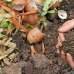 How Long Does It Take For Tomatoes To Grow | A Grower’s Perspective