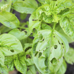 Unlock the Secrets: How to Keep Your Rose Bushes Blooming Beautifully