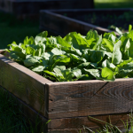 Best Tall Raised Garden Beds: The Top Picks for 2025