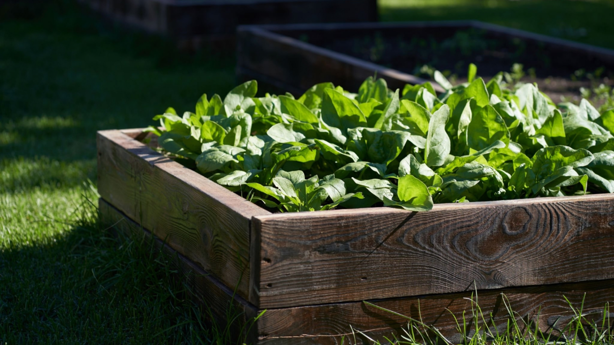 6 Best Affordable Raised Garden Beds for Your Backyard and Patio