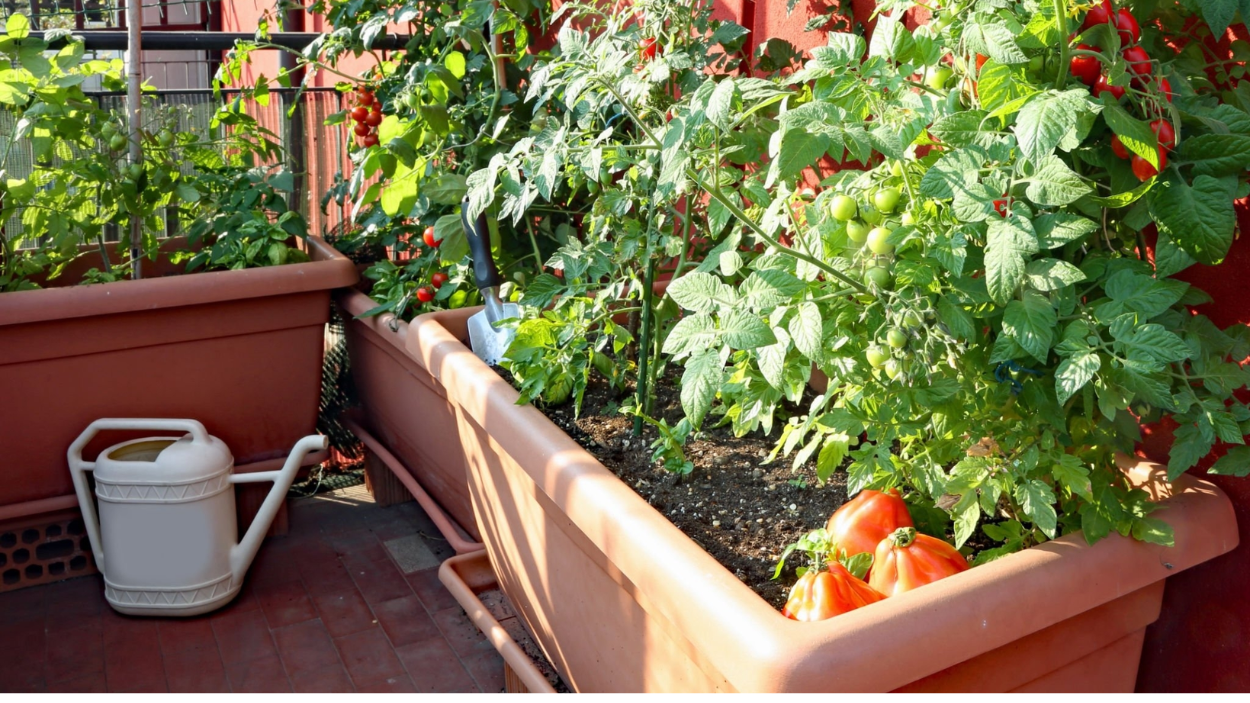 Best Raised Garden Bed for Your Patio: The Ultimate Guide to Choosing