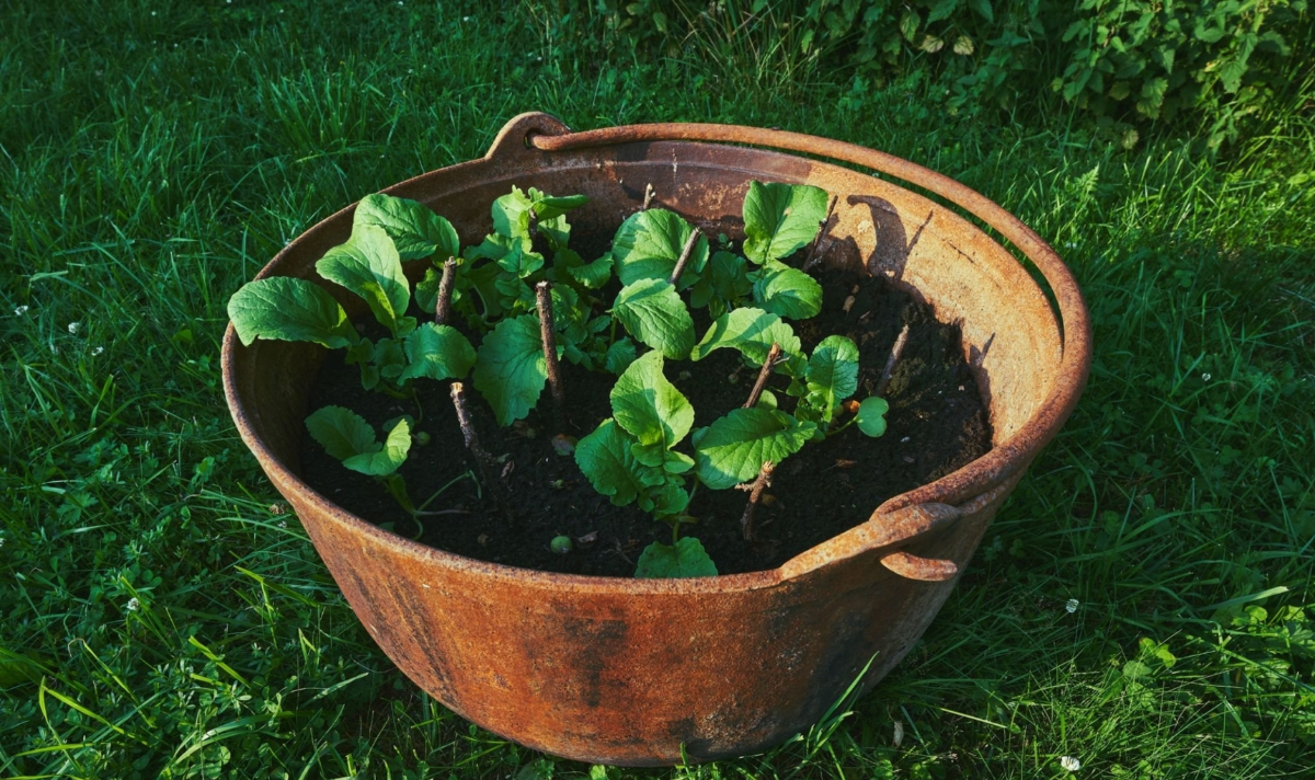 10 Best Round Raised Garden Beds for Beautiful Garden in 2024