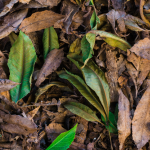 Tips to Grow Cilantro: A Step-by-Step Guide to a Successful Harvest