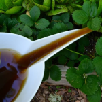 Choosing the Best Wood For Raised Garden Beds