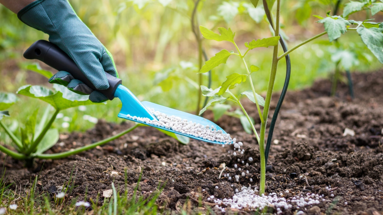 How Often To Fertilize Your Tomato Plants