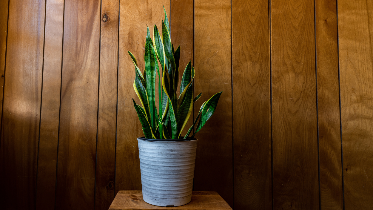 How To Choose The Best Snake Plant Soil