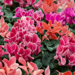 15 Best 3-Tiered Raised Garden Beds for Any Outdoor Space