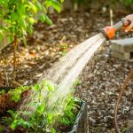 8 Best Fruit Trees for Your Home Garden