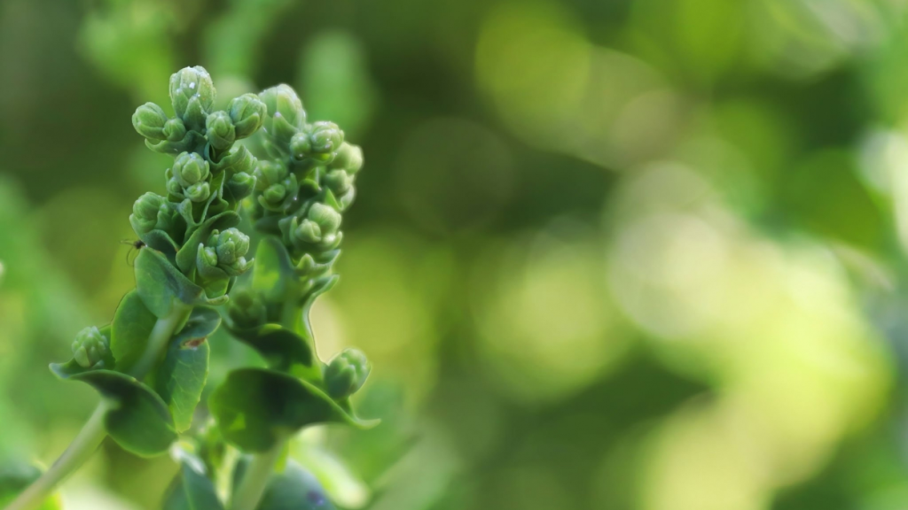 Why Is My Spinach Bolting? Planter Raised Beds