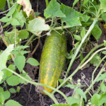 Why Is My Spinach Bolting?